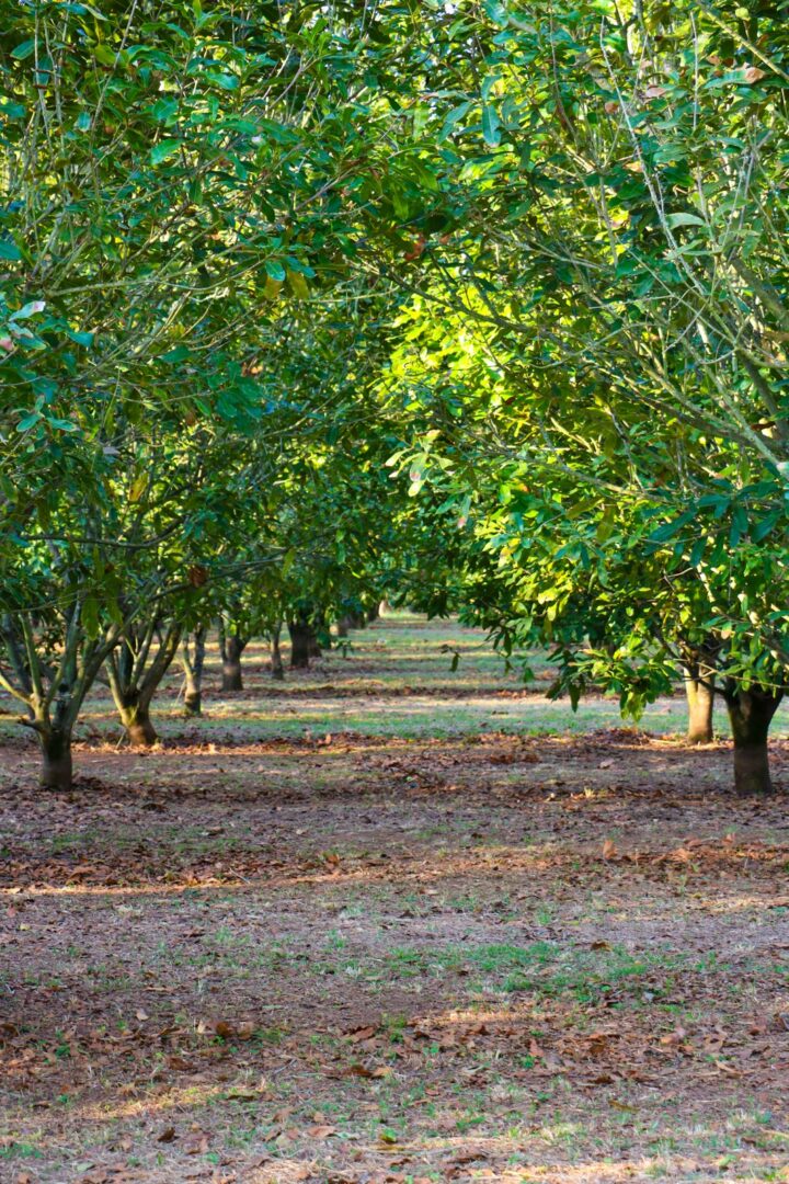 Highwood Orchard 9 1
